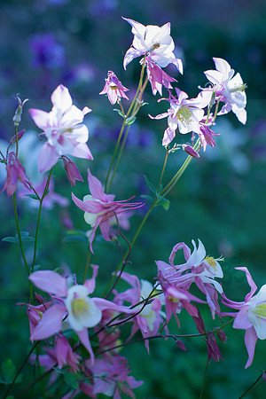 Aquilegia