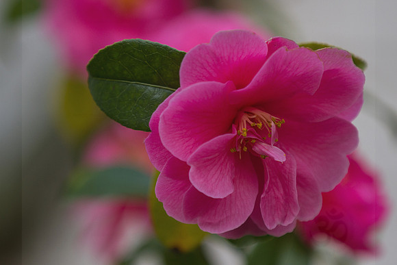 Camelia