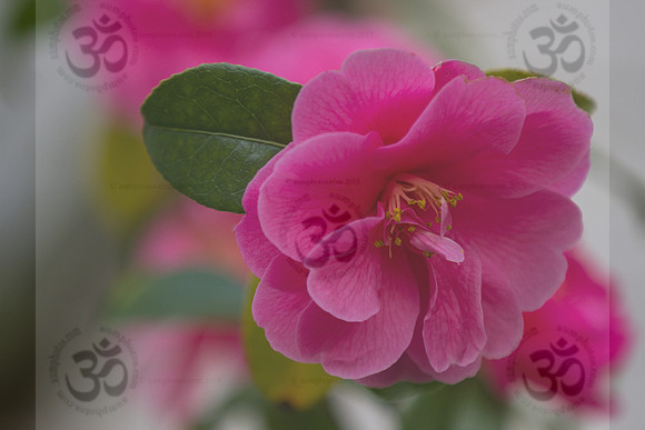 camelia