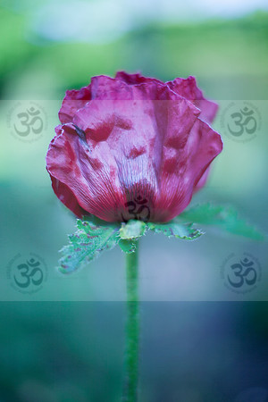 Poppy