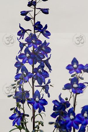 Delphinium and visitor