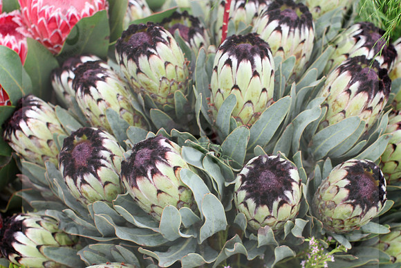 Protea