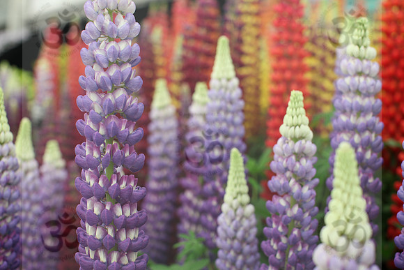 Lupinicious