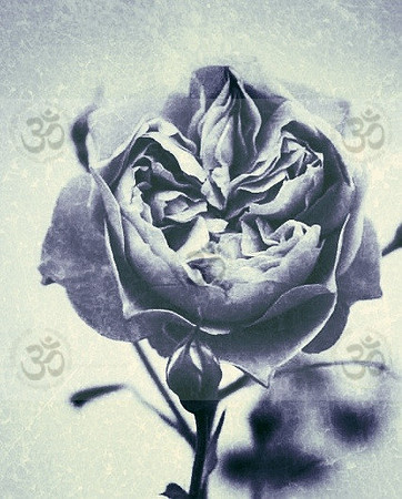 Colourless Chelsea rose