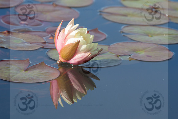 Lotus of the heart