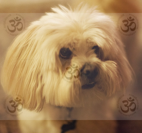 Rupert - Lhasa Apso