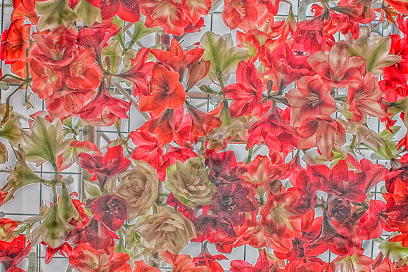 Amaryllis Heaven I