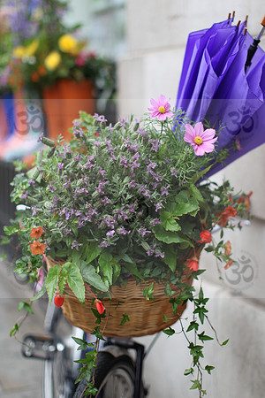 Floral bike