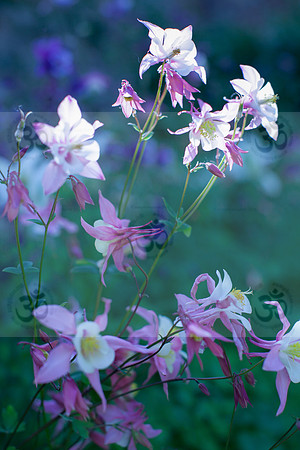 Aquilegia