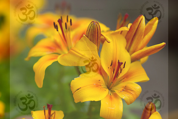 Asiatic Lillies