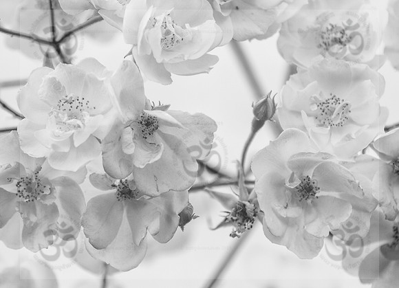 Climbing roses