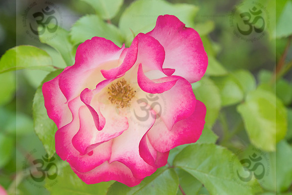 climbing rose
