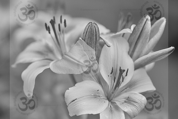 Asiatic Lillies - monochrome