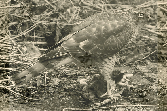 Peregrine Falcon and half pigeon