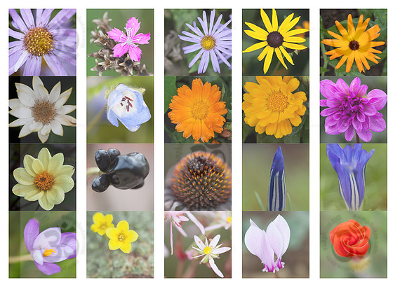 Alpine flowers