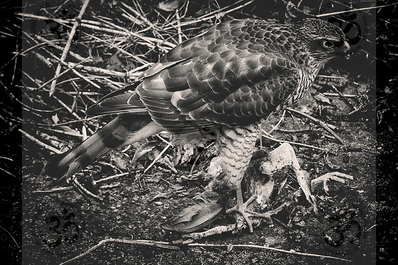 Peregrine Falcon and half pigeon
