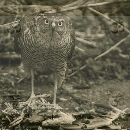 Female Sparrowhawk