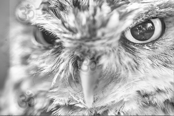 Eye of the Predator
