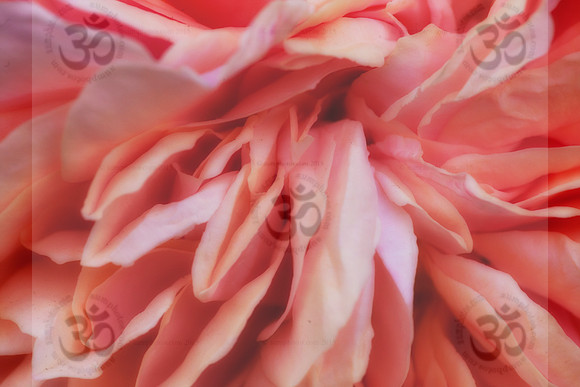 the voice of your eyes is deeper than all roses