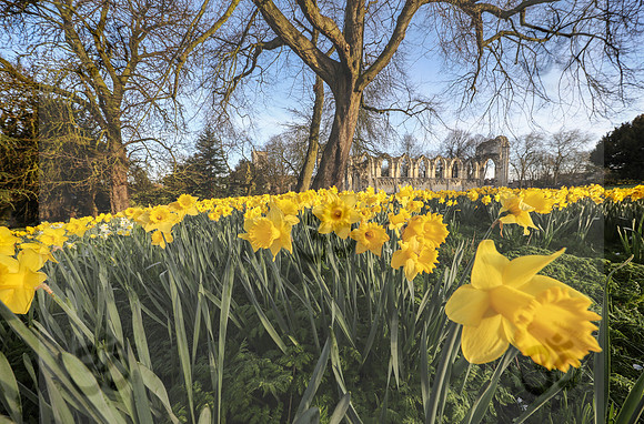 Daffodils, St. Mary's Abbey