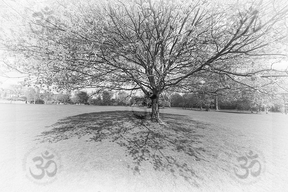 Tai Chi tree
