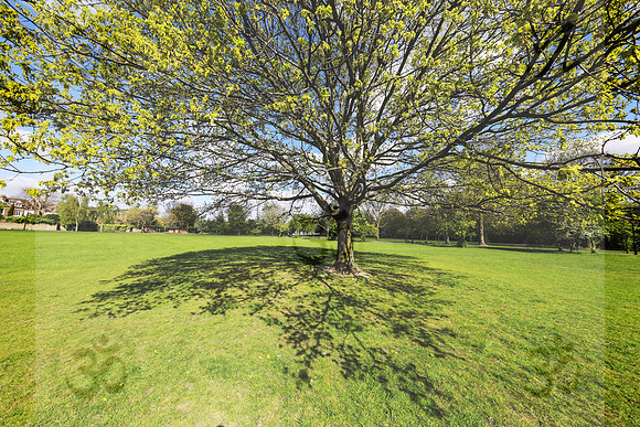 Tai Chi tree