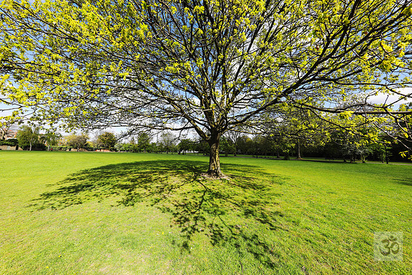 Tai Chi tree