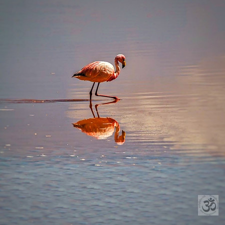 Flamingo