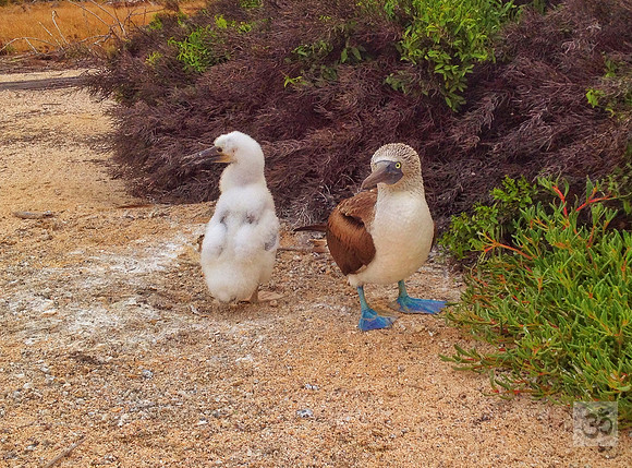 Boobie and chick