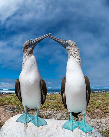 Blue footed boobies
