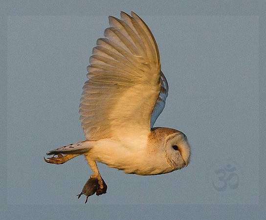 Barn owl and vole