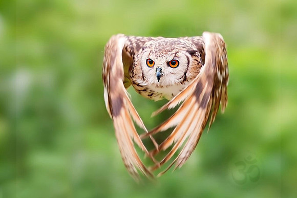 Owl in flight