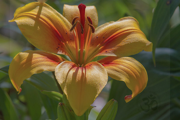 Asiatic Lilly