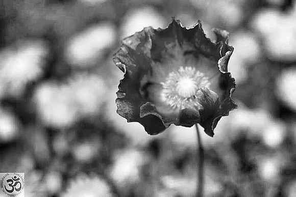 Millenium poppy - Never forget