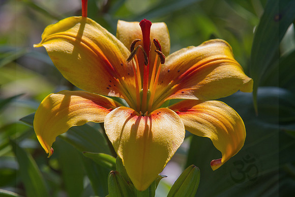 Asiatic Lilly