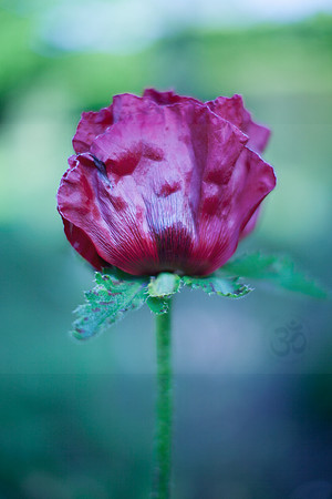 Poppy