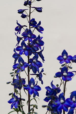 Delphinium and visitor