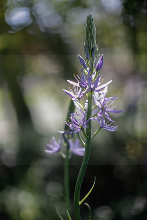 Morning light