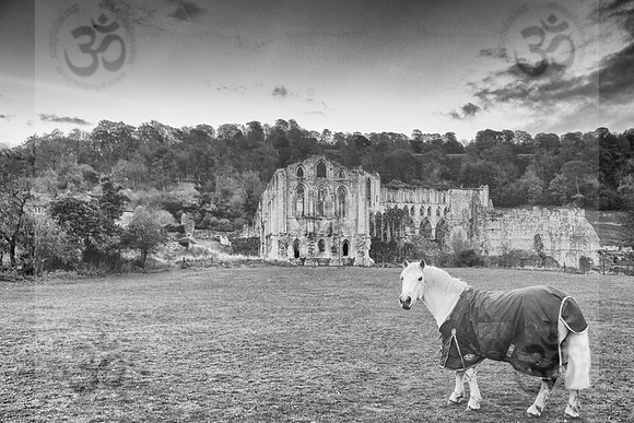 Ruin and Nature