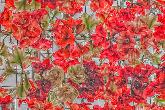 Amaryllis Heaven I